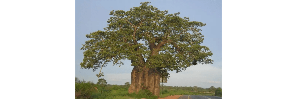 A view of the outskirts of Angola