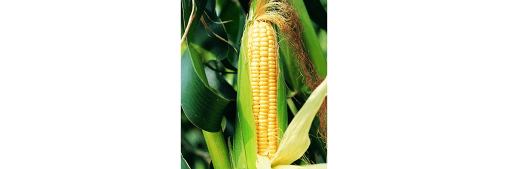 Maize is the family meal of the people of Equatorial Guinea